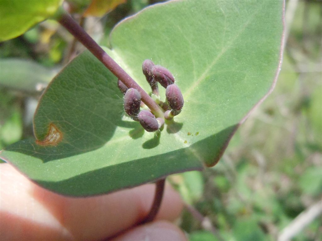 Lonicera implexa